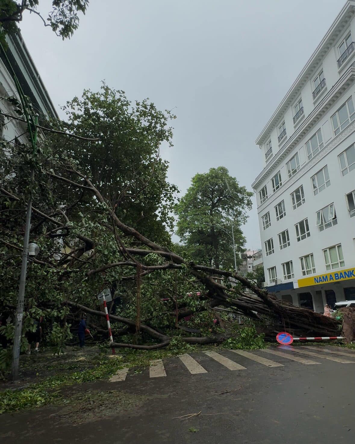 Cây Hà Nội - butnghien  5.jpg