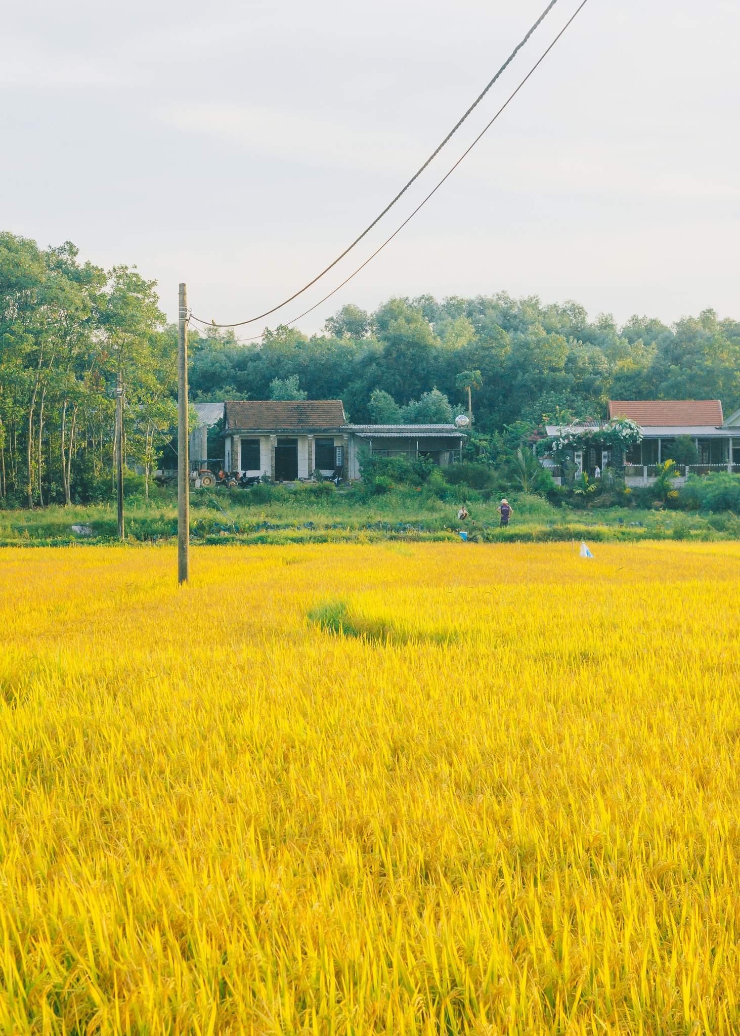 Mùa lúa chín miền Trung (10).jpg