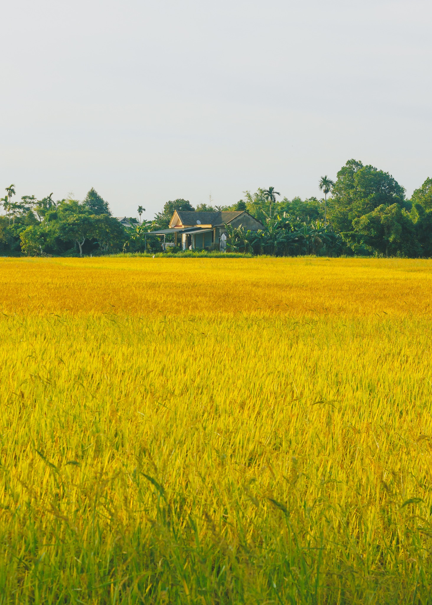 Mùa lúa chín miền Trung (2).jpg