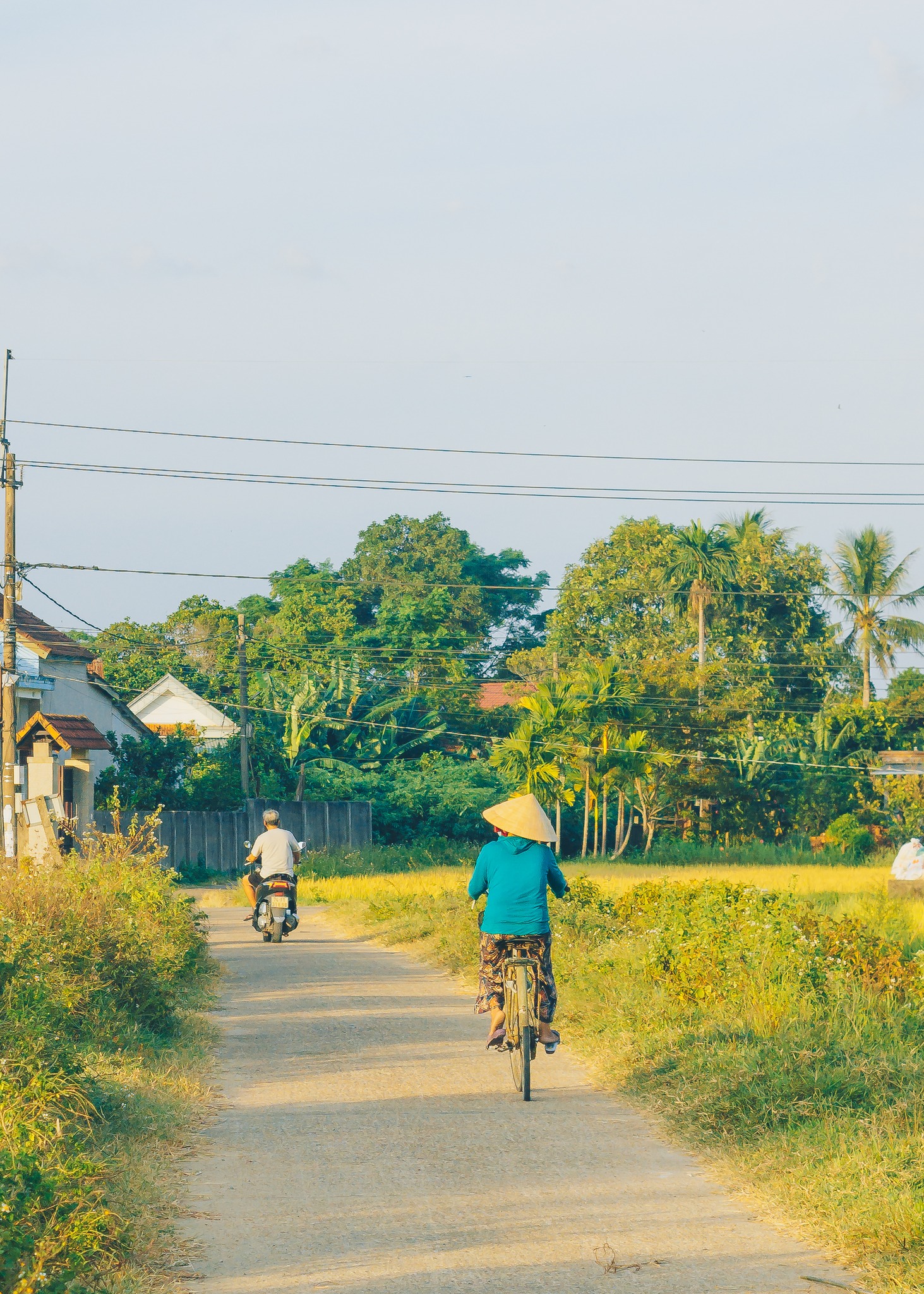 Mùa lúa chín miền Trung (4).jpg